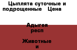 Цыплята суточные и подрощенные › Цена ­ 55 - Адыгея респ. Животные и растения » Птицы   